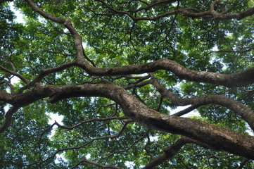 Canopy Branches