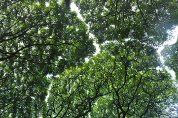 Canopy Maze