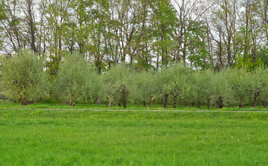 Uncut meadow and apple orchard in spring time. Spring or agriculture background.