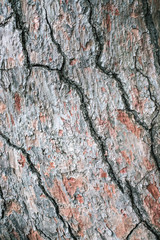 Bark of pine tree background. Macro photo.