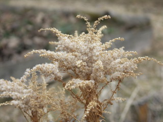 Золотарник, Солидаго весной с семенами