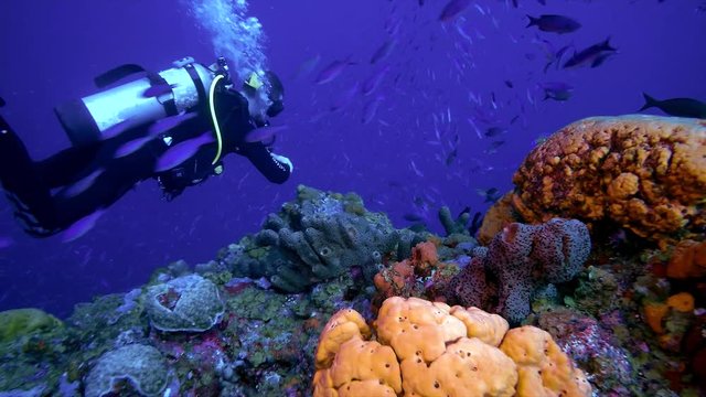 Scuba diving Saba Dutch Caribbean Island slow motion.