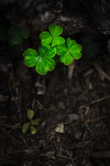 Naklejka premium クローバー (四つ葉のクローバー)