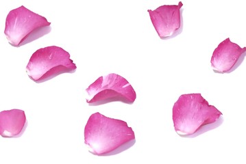 Blurred a pink rose corolla on white isolated background with softly style 