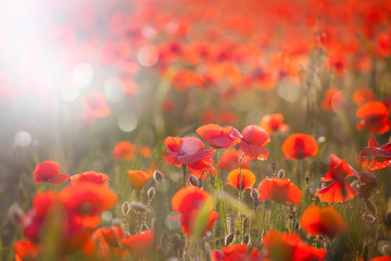 Obraz premium Poppy field