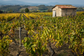 Fototapeta na wymiar Vigne du beaujolais avec une cabane