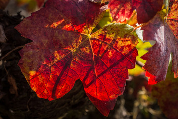 Fototapeta premium Feuille de vigne en automne