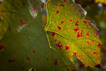 Feuille de vigne en gros plan