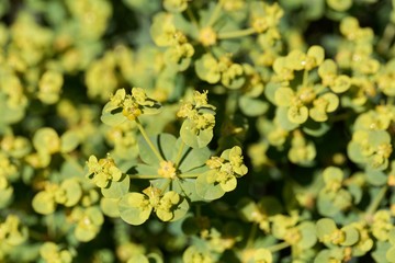 Flowers of the spiny spurge Euphorbia spinosa