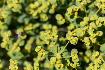 Flowers of the spiny spurge Euphorbia spinosa