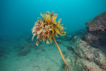 Single plant of brown kelp Ecklonia radiata growing from bottom of rock wall.