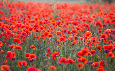 Vivid poppy field