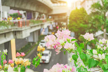 Flowers garden, Bougainvillea flower, Pink flowers in the park with sunlight morning, Blurred background.