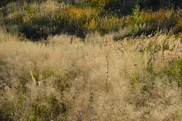 Meadow with dry herbs in september. Nature in the beginning of autumn.