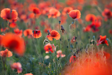 Vivid poppy field