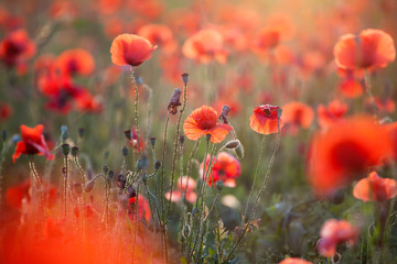 Poppy field