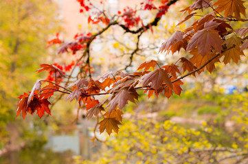 rote Ahornblätter Ast in Herbst Landschaft auf Baum