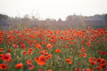 Vivid poppy field