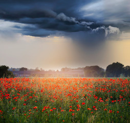 Poppy field