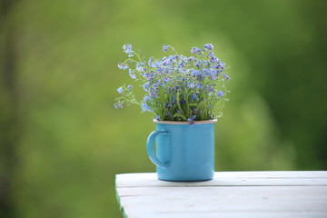 Wild blue flowers in cup.  Myosotis are called forget-me-not or scorpion grasses.