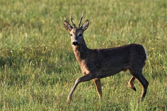doe