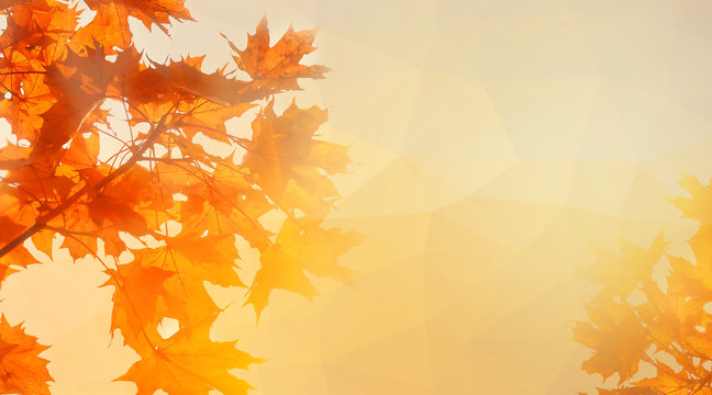 Colorful maple leaves on the background of sunny autumn sky