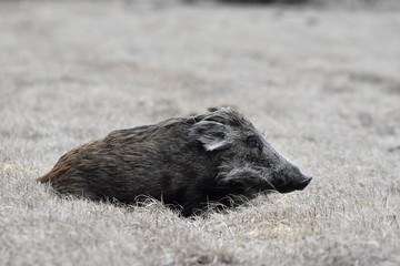 wild boar © Arkadiusz