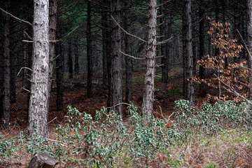 Forest and trees. Autumn or winter concept nature walks