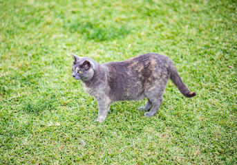 Gato gris en el parque