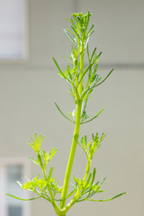 Healthy organic heirloom curly parsley plant bolting, flowering before going to seed, growing in a pot on the balcony on a sunny spring day. Edible herbs and vegetables for urban gardening in Italy