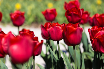 Fototapeta premium Beautiful bouquet of tulips nature background.