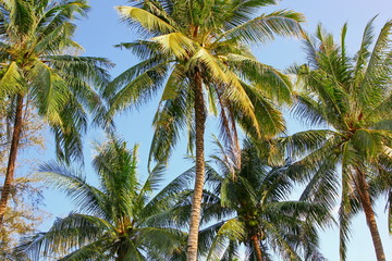 Fototapeta na wymiar coconut palm tree background