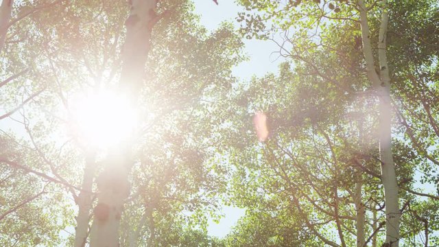 Light comes in through aspen trees in the summer