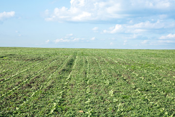 green field of rows of young sunflower sprouts