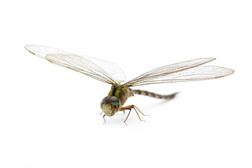 Image of dragonfly on a white background. Transparent wings insect. Insect. Animal.