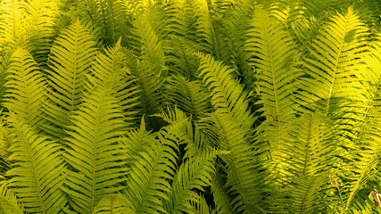 Hintergrund Farnkraut Panorama