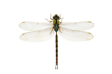 Image of dragonfly on a white background. Transparent wings insect. Insect. Animal. © yod67