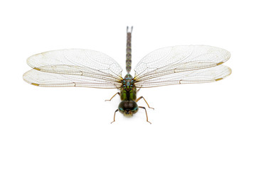 Image of dragonfly on a white background. Transparent wings insect. Insect. Animal.