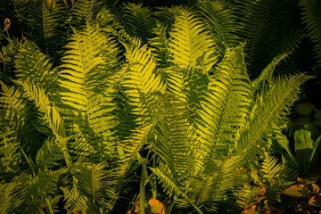 Grüner Farn leuchten