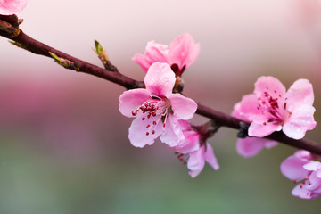 Obraz premium Pink peach flowers begin blooming in the garden. Beautiful flowering branch of peach on blurred garden background. Close-up, spring theme of nature. Selective focus