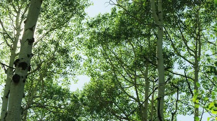panning shot of aspen trees in the summer