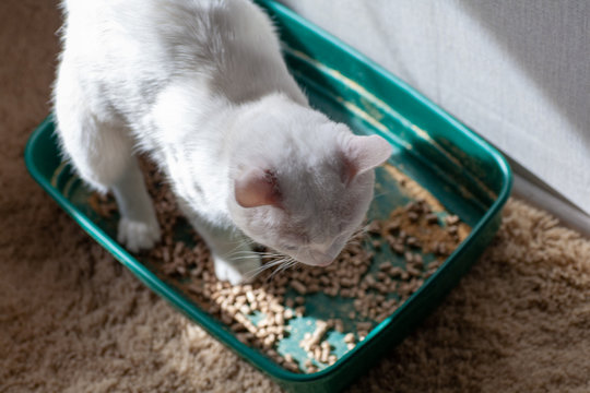 cat overweight constipated sick trying to go to the bathroom