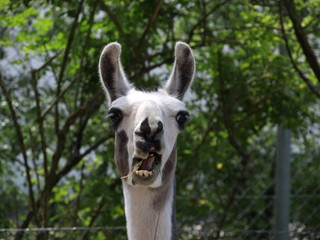 Obraz premium OLYMPUS DIGITAL CAMERA