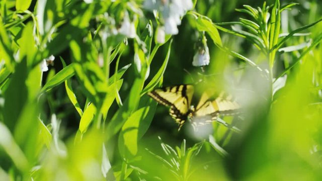 slow motion of butterfly sucking pollen out of wildflower