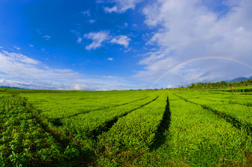 tea plantation kayuaro kerinci indonesian