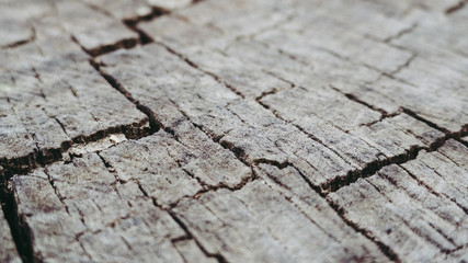 Rough Old Stump surface close up 