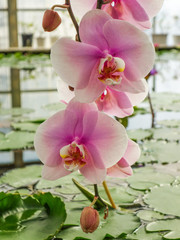 Pink and white orchid flower with water lily pond as background