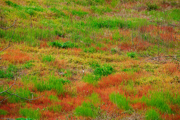 Multicolored  meadow at Sunny Day. Autumn, park.