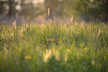 Wiosenna łąka pod światło z trawami, pajęczynami, słonecznymi blikami i kroplami rosy - obrazy, fototapety, plakaty