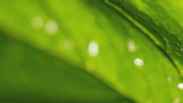 macro shot of veins of green leaves